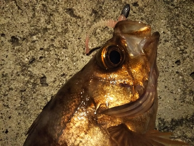 短い秋と冬支度する魚たち