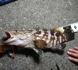 ベーコンでハタ