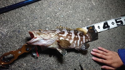 ベーコンでハタ