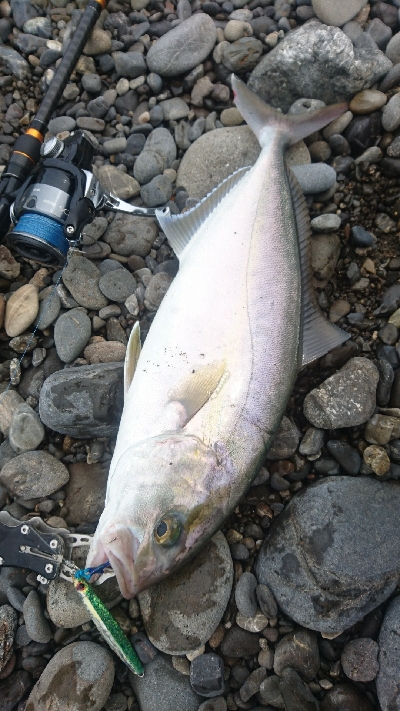 サーフライトショアジギング矢井賀