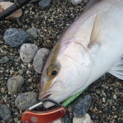 春野周辺サーフライトショアジギング