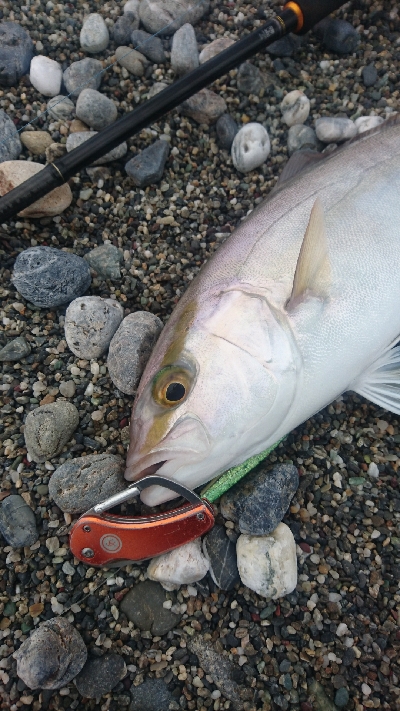 春野周辺サーフライトショアジギング