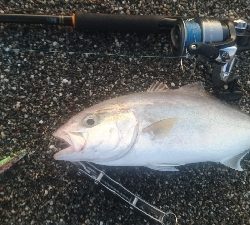 桂浜周辺サーフライトショアジギング
