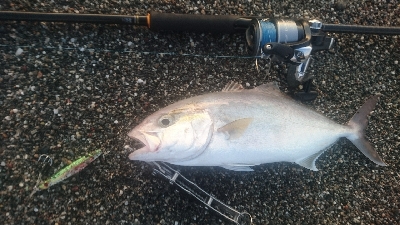 桂浜周辺サーフライトショアジギング