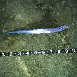 ど干潮でも釣れた