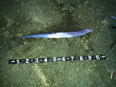 ど干潮でも釣れた