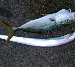 ぶりと太刀魚とサワラ