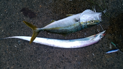 ぶりと太刀魚とサワラ