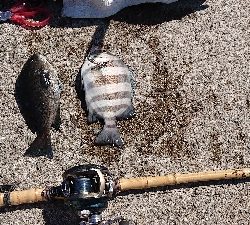 コフダイ空振り