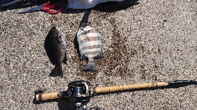 コフダイ空振り