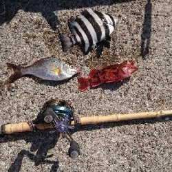 コフダイ釣り大きな当たり無し