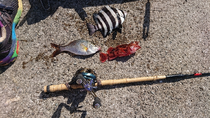 コフダイ釣り大きな当たり無し