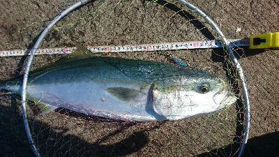 ライトショアジギング大月