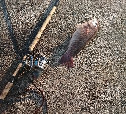 淡路島から6ヶ月ぶりのコフダイ40センチ超