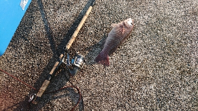 淡路島から6ヶ月ぶりのコフダイ40センチ超