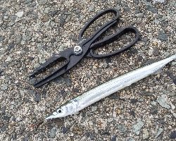 一応3種釣り達成しました