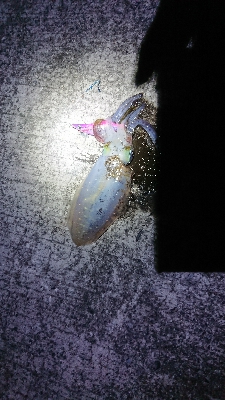 久々のイカの引き