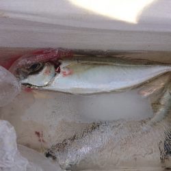 南蛮漬けが食べたい❗