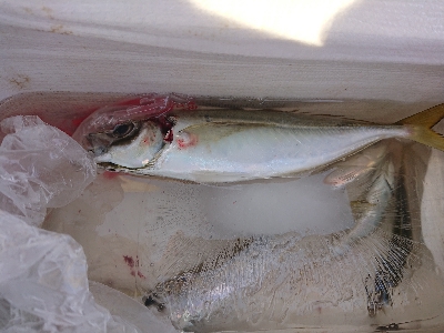 南蛮漬けが食べたい❗