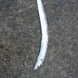 デイエギング！