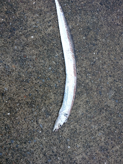 デイエギング！