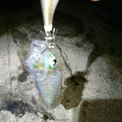 アオリイカ  タコ