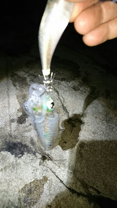 アオリイカ  タコ