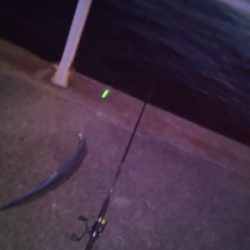 タチウオまずまず