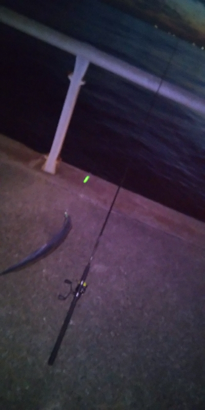 タチウオまずまず