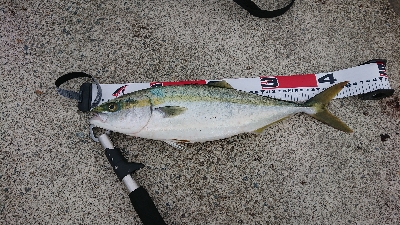 太刀魚は居ませんでしたが、