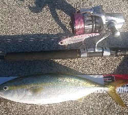 昨日の雨で激渋