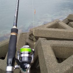 エギング初心者