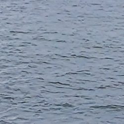 初ノマセでの初ハマチ