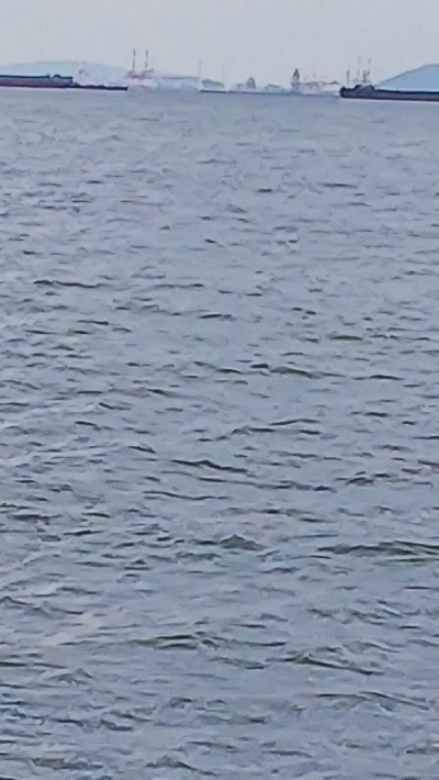 初ノマセでの初ハマチ