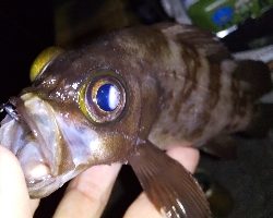 こっちもアジいるか調査！