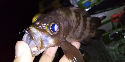 こっちもアジいるか調査！