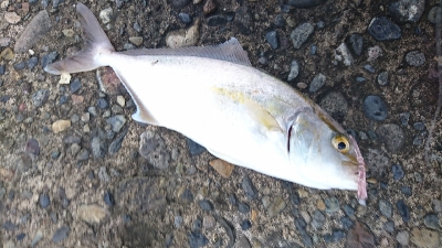 カンパチ、初めてです……