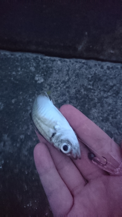 台風前のアジング！