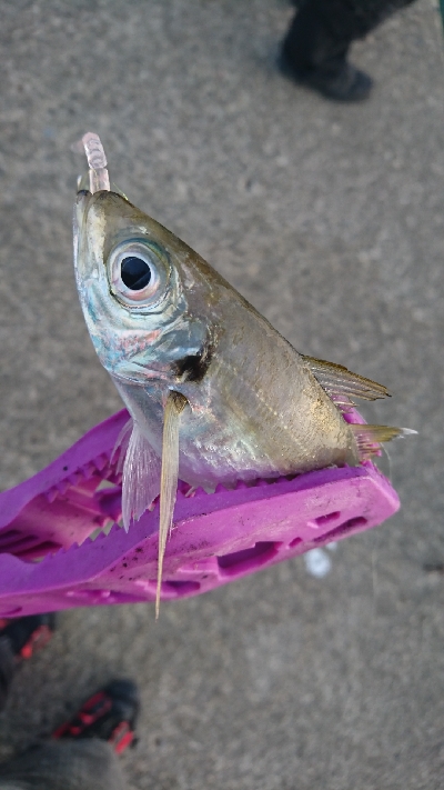 台風後のアジング