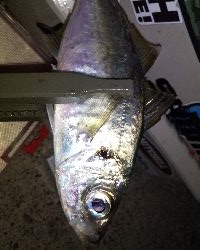 今日もいまいち