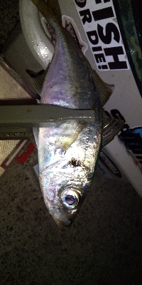 今日もいまいち