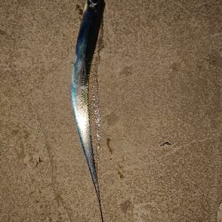 釣れて良かった。