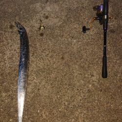 今日もタチウオ。