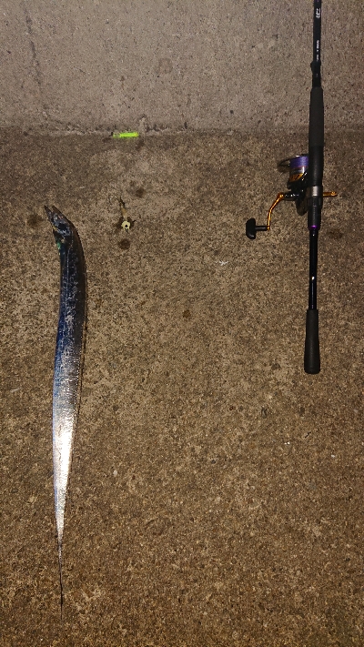 今日もタチウオ。