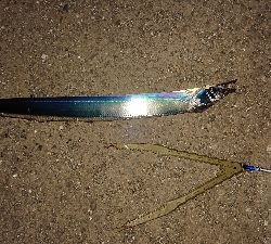 新天地でも太刀魚