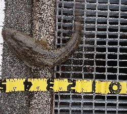 ハマチのはずが！