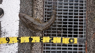 ハマチのはずが！