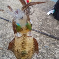 ちょこっとエギング