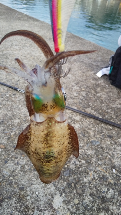 ちょこっとエギング