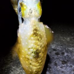 今年の初アオリー